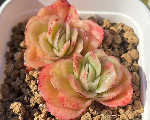 a089d5759be79b480c82c2d3268448