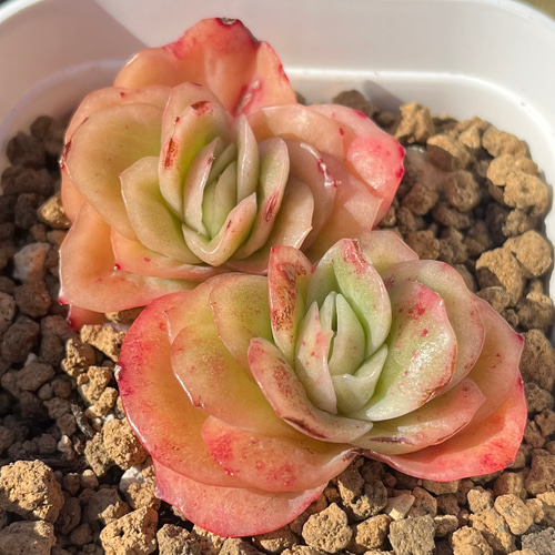 SOLD アイスラブリーローズ錦 厳選韓国苗 ネームタグ付き 多肉植物