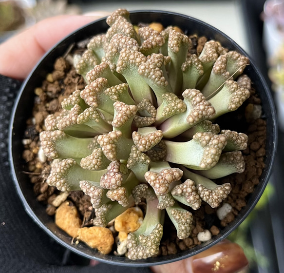 SOLD 天女扇 チタノプシス 厳選韓国苗 ネームタグ付き 多肉植物