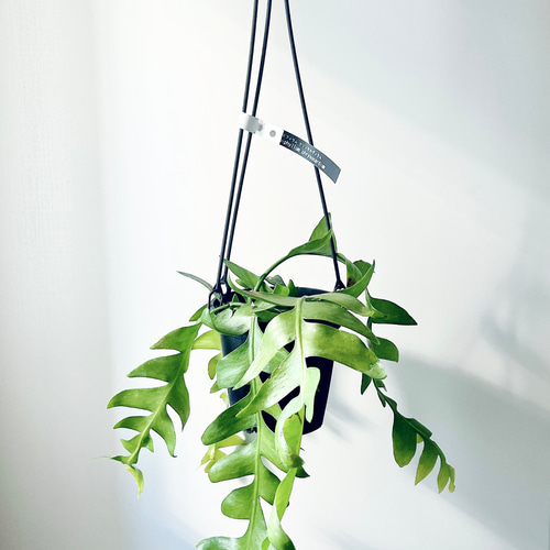 エピフィラムクリソカルディウム 大型 吊り鉢 ①11/22撮影