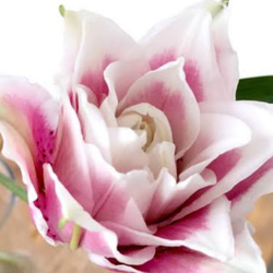 ローズリリー【サマンサ】オランダ生まれ八重咲きマゼンタに白のエッジ反り返り少なくトップクラスの花持ちを誇る 1枚目の画像