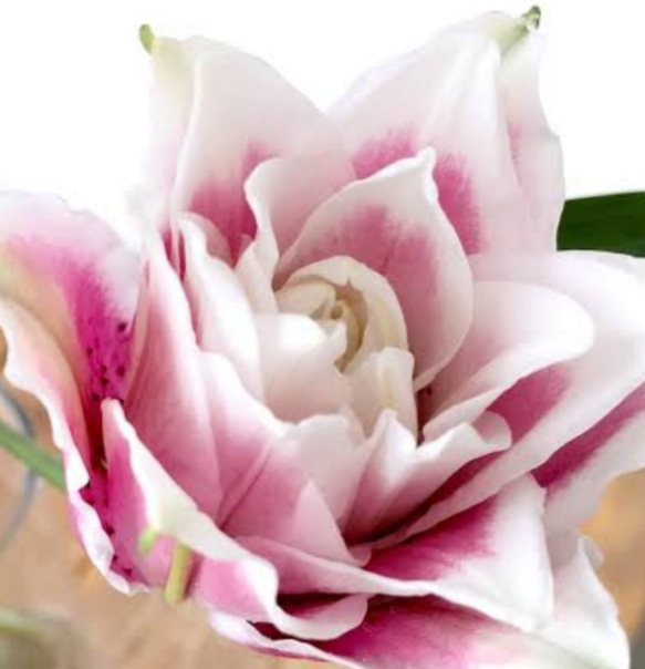 ローズリリー【サマンサ】オランダ生まれ八重咲きマゼンタに白のエッジ