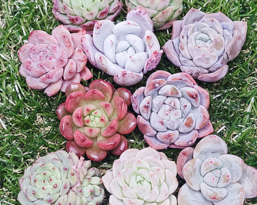 寄せ植え100苗セット カット苗詰め合わせ 多肉植物 エケベリア 喋る