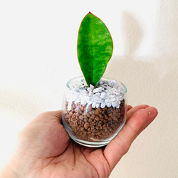 手のひらサンスベリア『マッソニアーナ』ハイドロカルチャー ミニグラス　観葉植物　インテリア 1枚目の画像