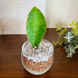 手のひらサンスベリア『マッソニアーナ』ハイドロカルチャー ミニグラス　観葉植物　インテリア 2枚目の画像