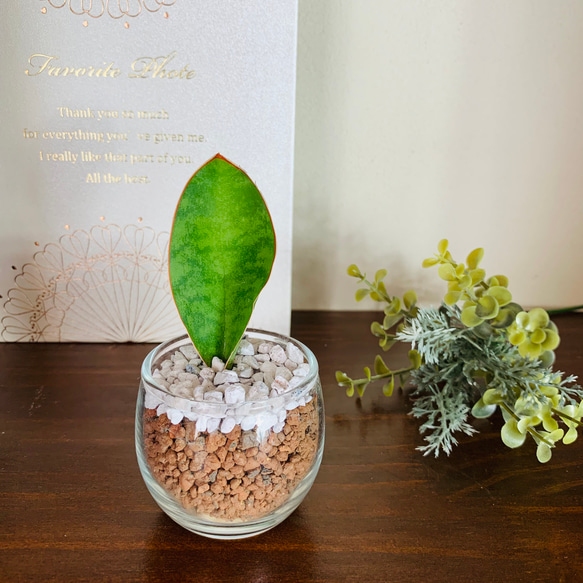 手のひらサンスベリア『マッソニアーナ』ハイドロカルチャー ミニグラス　観葉植物　インテリア 4枚目の画像