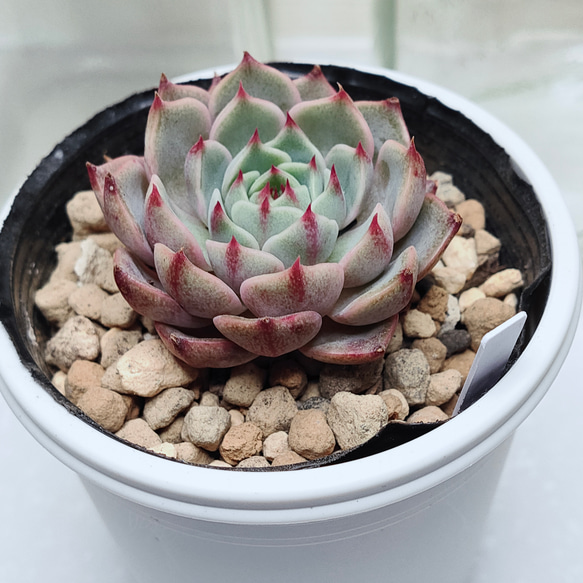 ベンバディス【エケベリア 多肉植物】 多肉植物 エケベリア
