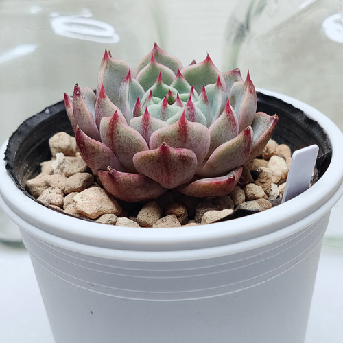 ベンバディス【エケベリア 多肉植物】 多肉植物 エケベリア ベンバディス【エケベリア 多肉植物】 多肉植物 エケベリア