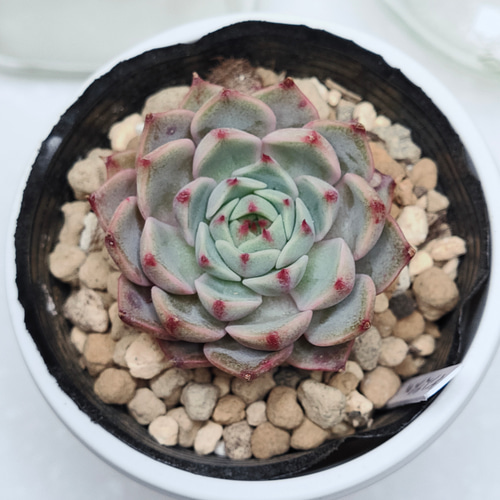 ベンバディス【エケベリア 多肉植物】 多肉植物 エケベリア ベンバディス【エケベリア 多肉植物】 多肉植物 エケベリア