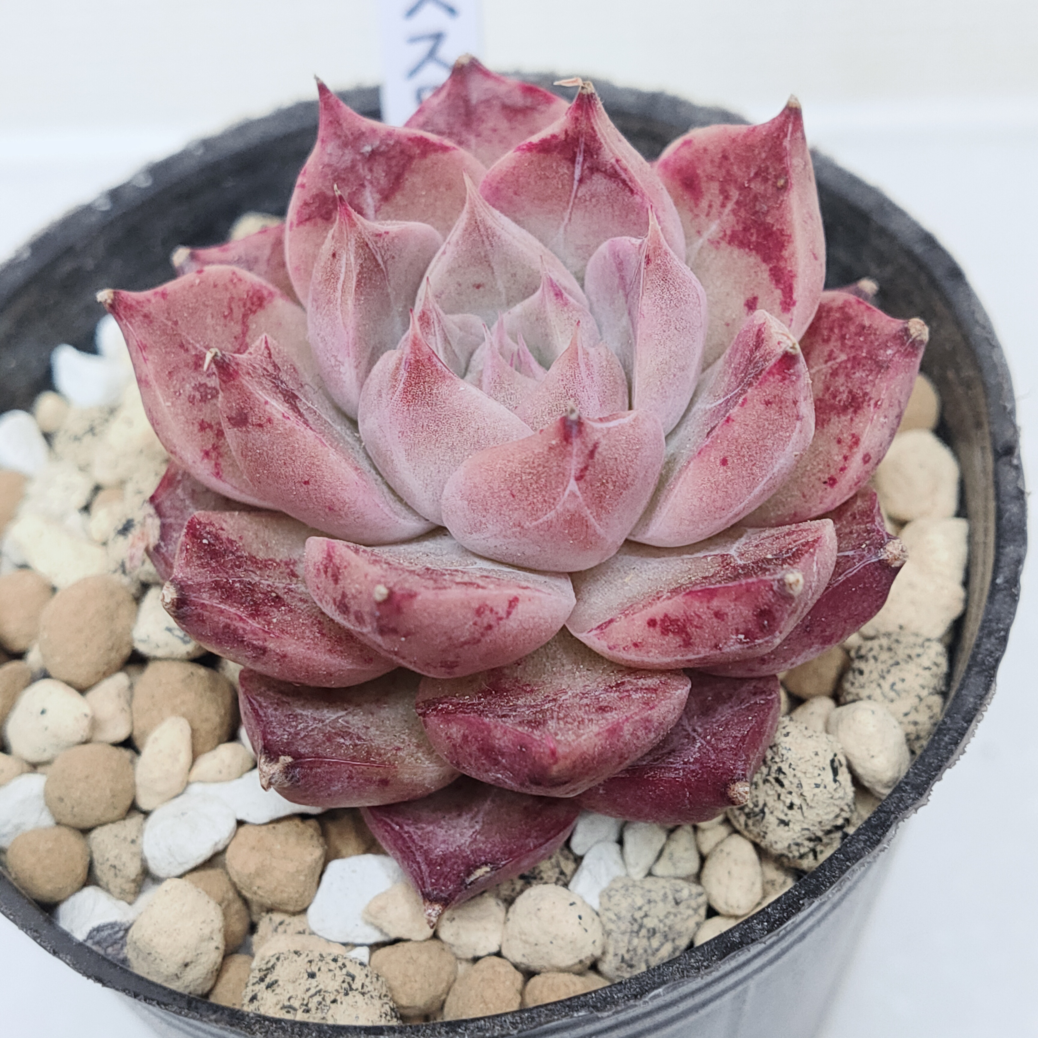 エケベリアセット 多肉植物 ダルマ×スプワン