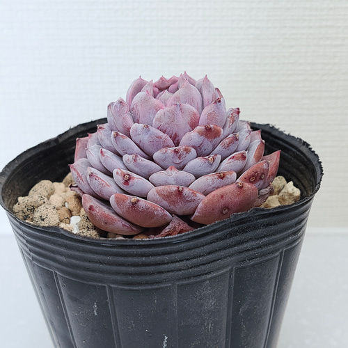 アメイジンググレイス【エケベリア 多肉植物】 多肉植物