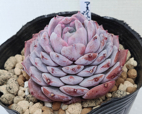 鉢ごと　多肉植物　アメイジンググレイス錦　抜き苗 アメイジンググレイス 多肉植物 | Pay ID