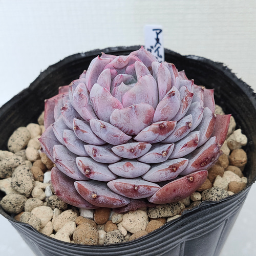 アメイジンググレイス【エケベリア 多肉植物】 多肉植物