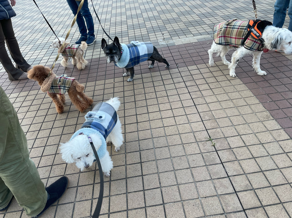 ハンドメイド犬服　シニア犬　着脱簡単コート　オーダー頁　あったかコート　なんちゃってバーバリー　チェック柄コート 18枚目の画像