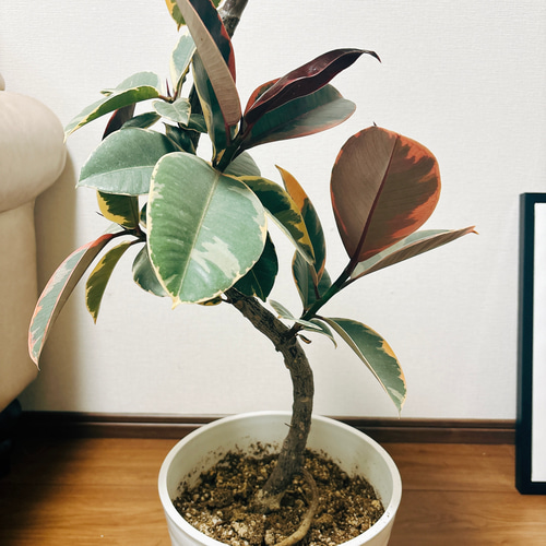 ［現品］97番　フィカスルビー　曲がり　8号　観葉植物　室内　ゴムの木 可愛い 現品］10番 フィカスルビー 曲がり 8号 観葉植物 室内 おしゃれ