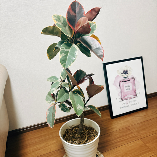 ［現品］97番　フィカスルビー　曲がり　8号　観葉植物　室内　ゴムの木 可愛い 現品］10番 樹形が綺麗♡ フィカスルビー 曲がり 8号 観葉植物