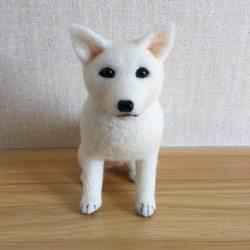 羊毛フェルト　日本犬　白柴　白い犬 1枚目の画像