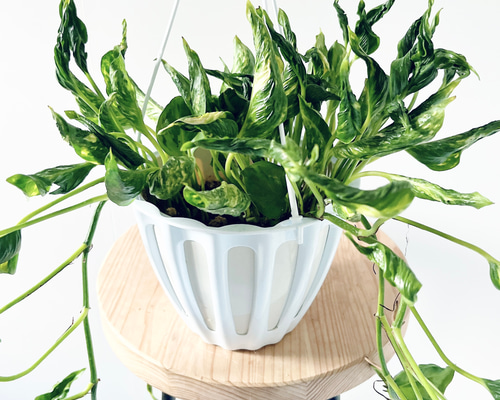 希少ポトス テルノシャングリラ 観葉植物 吊り下げ calm cafe p