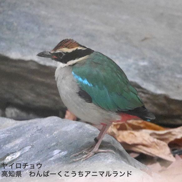 陶器の小鳥「八色鳥（ヤイロチョウ）」 15枚目の画像