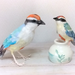 陶器の小鳥「八色鳥（ヤイロチョウ）」 12枚目の画像