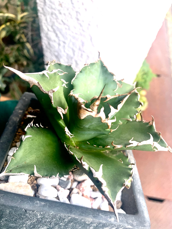 アガベ チタノタ 白鯨 中株 | Agave Rocon