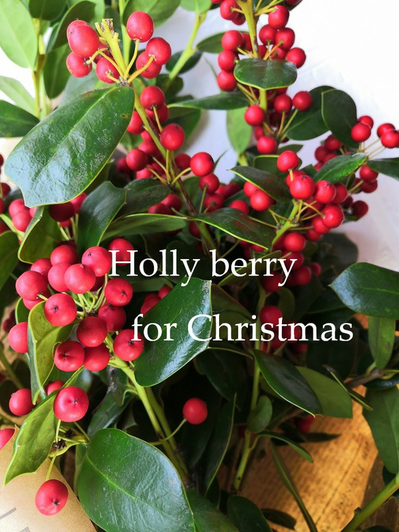 聖なる木☆冬の赤い実『西洋ヒイラギ』 常緑樹 クリスマス 正月飾り