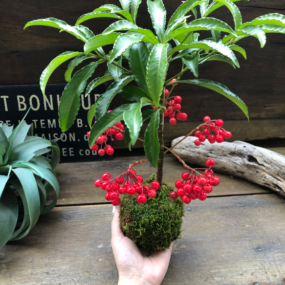 万両の苔玉♡縁起物♡ガーデニング♡実つき♡ 3枚目の画像