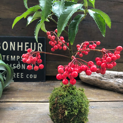 希少♡子猫の爪♡多肉植物♡可愛い爪 アートフラワー パリジェンヌ