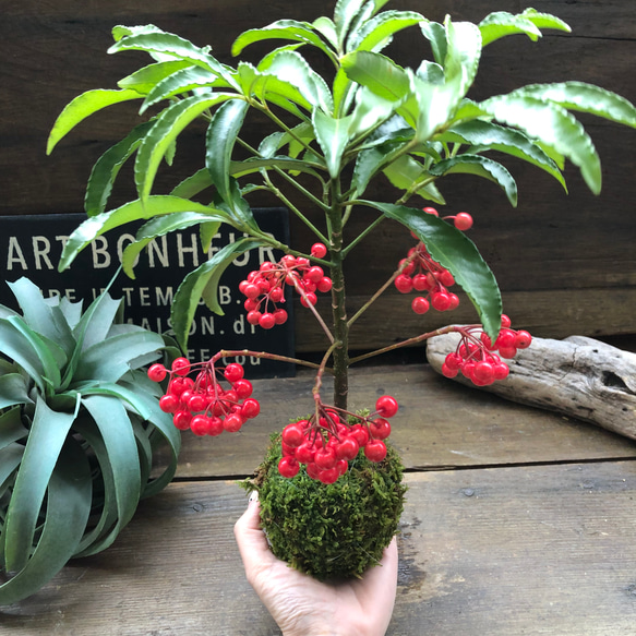 万両の苔玉♡縁起物♡ガーデニング♡実つき♡ 6枚目の画像