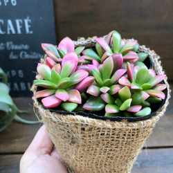 桜吹雪♡ピンクの多肉植物♡インテリア♡大人気♡観葉植物 4枚目の画像