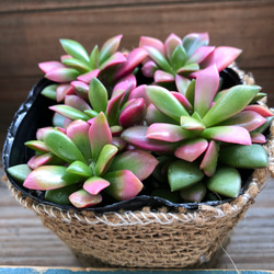 桜吹雪♡ピンクの多肉植物♡インテリア♡大人気♡観葉植物 5枚目の画像