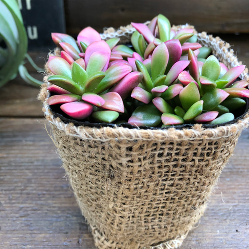 桜吹雪♡ピンクの多肉植物♡インテリア♡大人気♡観葉植物 アート