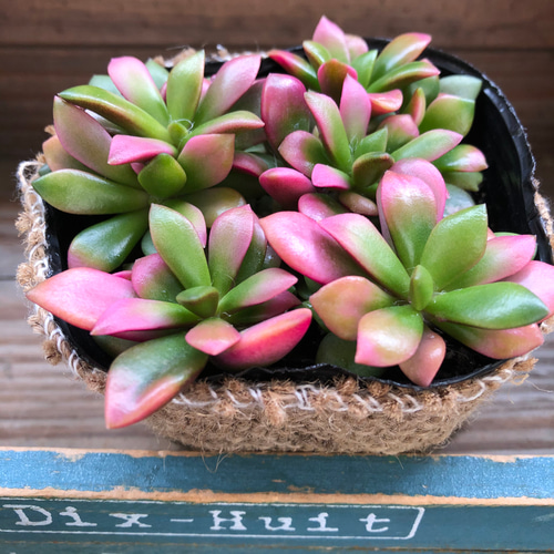 アイツプランツ？多肉植物　ピンクの小花が咲きます おひめの紅葉が艶やかでございまする。 皆様のご自宅のおひめも
