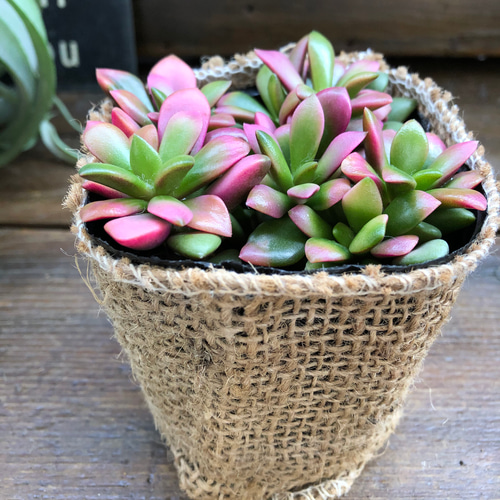桜吹雪♡ピンクの多肉植物♡インテリア♡大人気♡観葉植物 アート