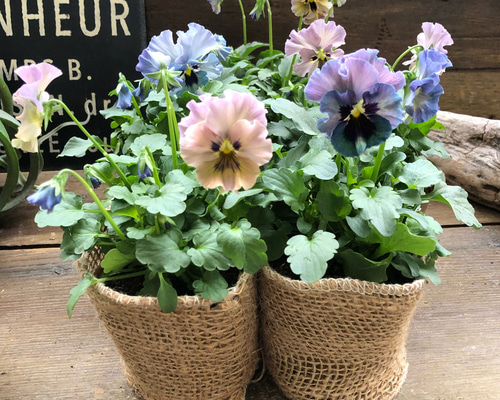 超希少♡レディー♡lady♡ビオラ♡アンティーク アートフラワー パリ