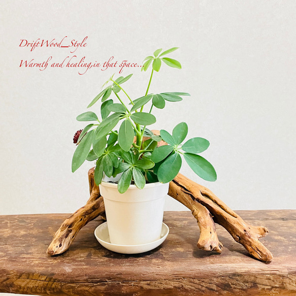 流木インテリア 芸術的な造形の流木の一輪挿し 植物や小物を置いて飾れる置物 天然流木 木材 癒し 2枚目の画像