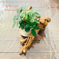 流木インテリア 芸術的な造形の流木の一輪挿し 植物や小物を置いて飾れる置物 天然流木 木材 癒し 5枚目の画像