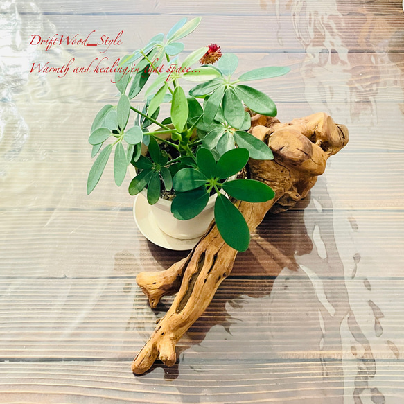 流木インテリア 芸術的な造形の流木の一輪挿し 植物や小物を置いて飾れる置物 天然流木 木材 癒し 5枚目の画像