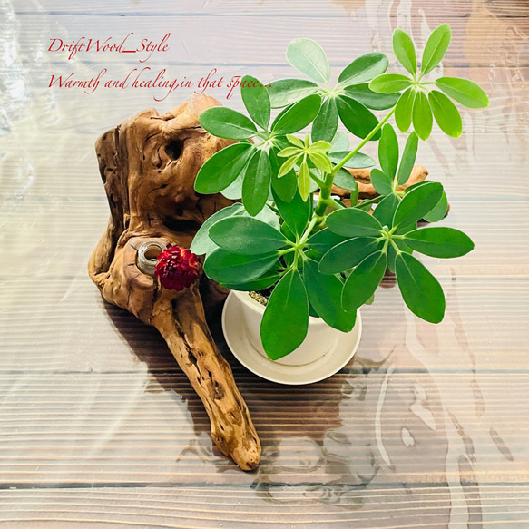 流木インテリア 芸術的な造形の流木の一輪挿し 植物や小物を置いて飾れる置物 天然流木 木材 癒し 4枚目の画像
