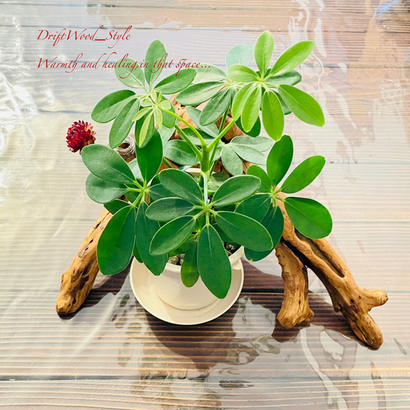 流木インテリア 芸術的な造形の流木の一輪挿し 植物や小物を置いて飾れる置物 天然流木 木材 癒し 3枚目の画像