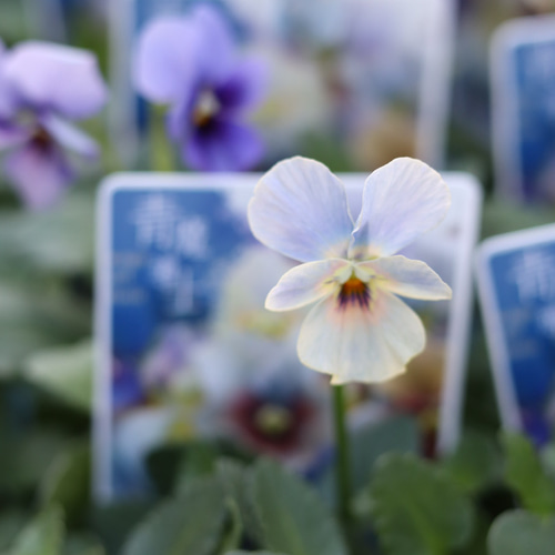 レア！ビオラ 青魔導士2ポットセット その他インテリア雑貨 アイビー