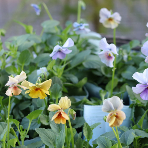 レア！ビオラ 青魔導士2ポットセット その他インテリア雑貨 アイビー