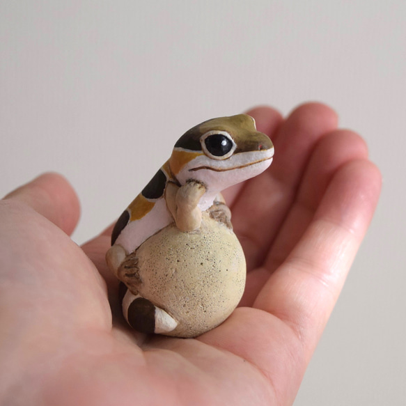 West african fat-tailed gecko on the stone 第5張的照片