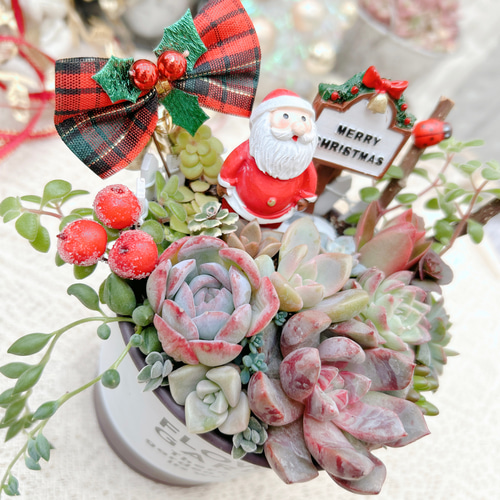 送料無料】到着したよ♪サンタクロース♡多肉植物寄せ植え クリスマス