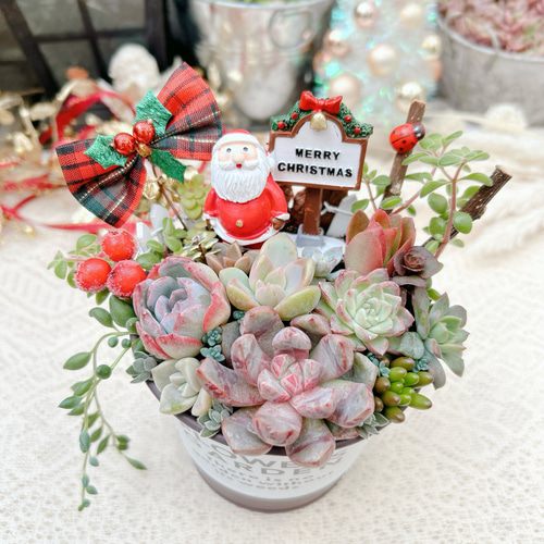 送料無料】到着したよ♪サンタクロース♡多肉植物寄せ植え クリスマス