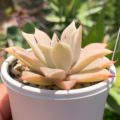 人気原種！☆クスピダータメンチャカ 実生 多肉植物 ケーレス 自家実生