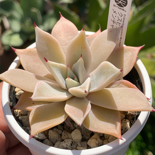 人気原種！☆クスピダータメンチャカ 実生 多肉植物 ケーレス 自家実生
