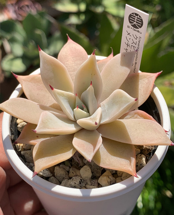 多肉植物　オリジナル実生苗　専用 人気原種！☆クスピダータメンチャカ 実生 多肉植物 ケーレス 自家実生