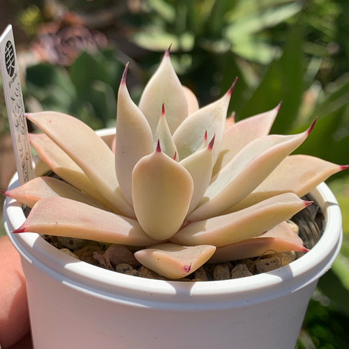 人気原種！☆クスピダータメンチャカ 実生 多肉植物 ケーレス 自家実生