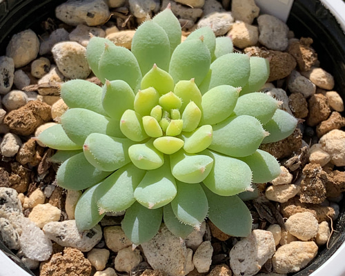 人気レア品種！☆ちょこん 多肉植物 自家栽培 国産 多肉植物 美